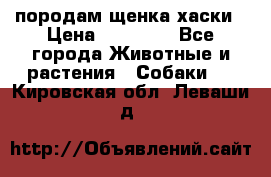 породам щенка хаски › Цена ­ 10 000 - Все города Животные и растения » Собаки   . Кировская обл.,Леваши д.